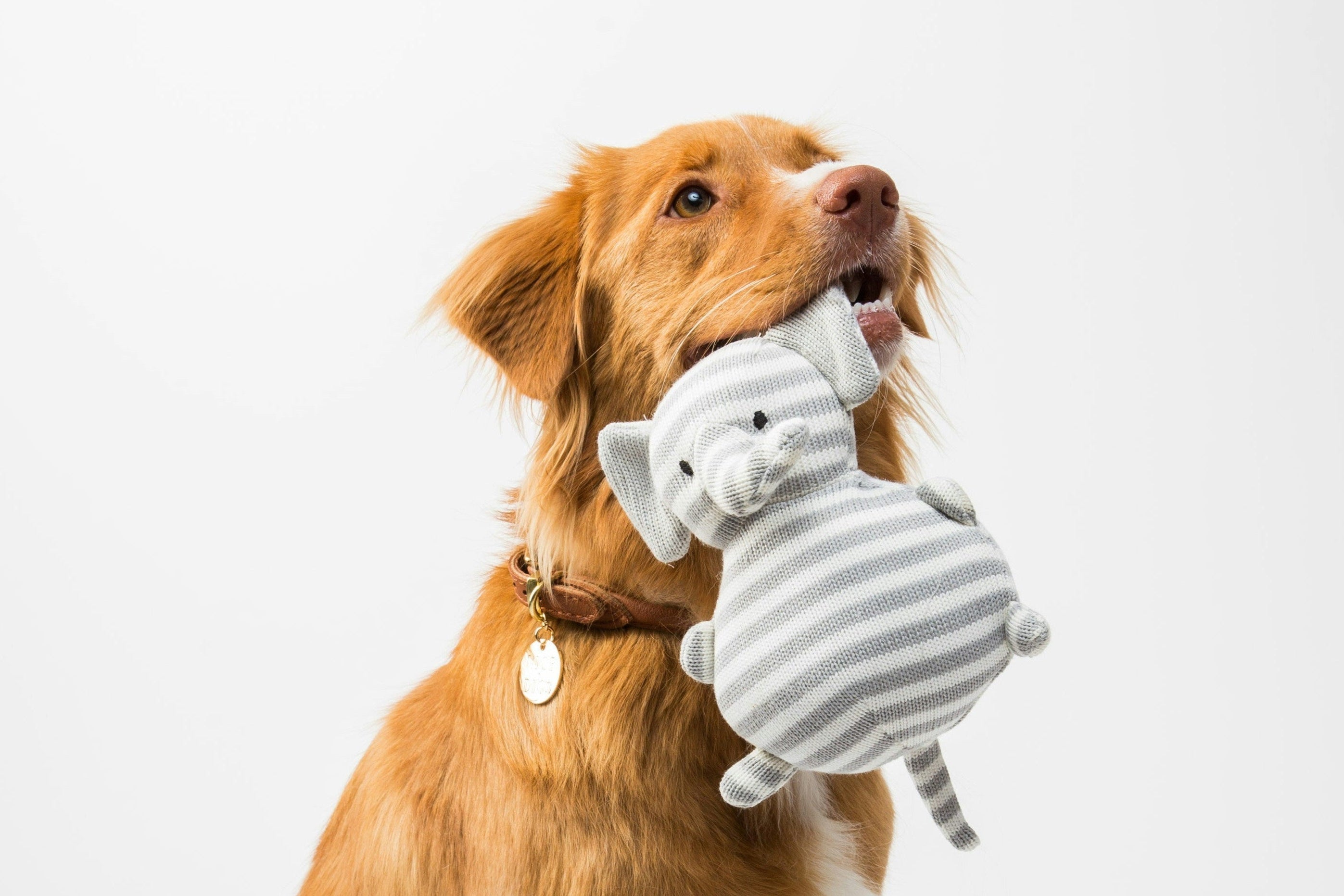 Dog and toy.