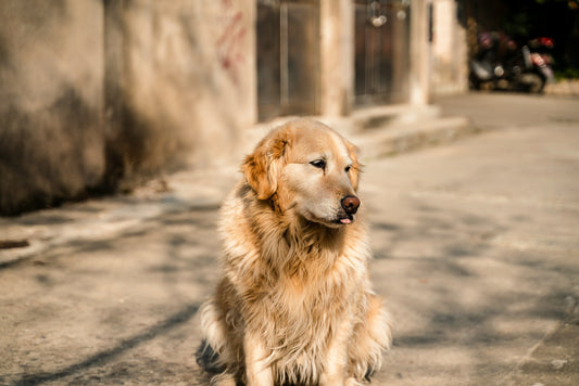 Senior Pet Comfort: Golden Years Care Guide