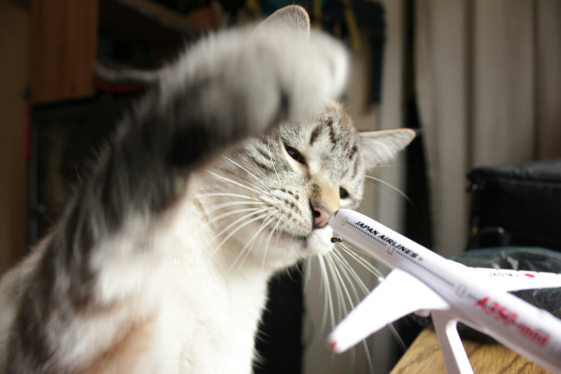 Pet-Proofing 101: Home Safety Essentials