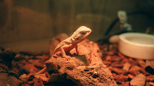 Scales & Shells: Reptile & Amphibian Habitat Guide