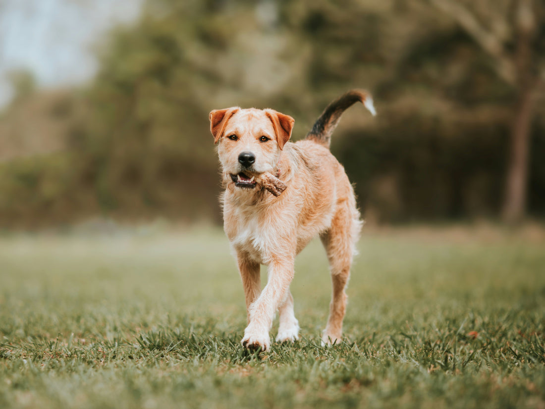 Dog carrying a bone in a grass field.