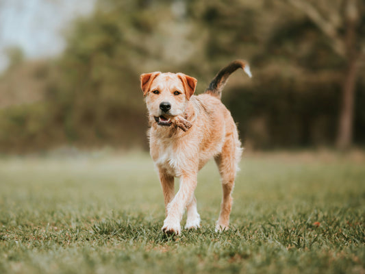 Dog carrying a bone in a grass field.